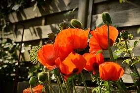 Poppies